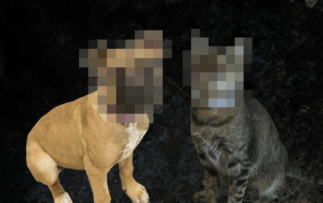 ANIMAL REFUGE: It's important not to reveal the identity of the animal or owner for their protection.