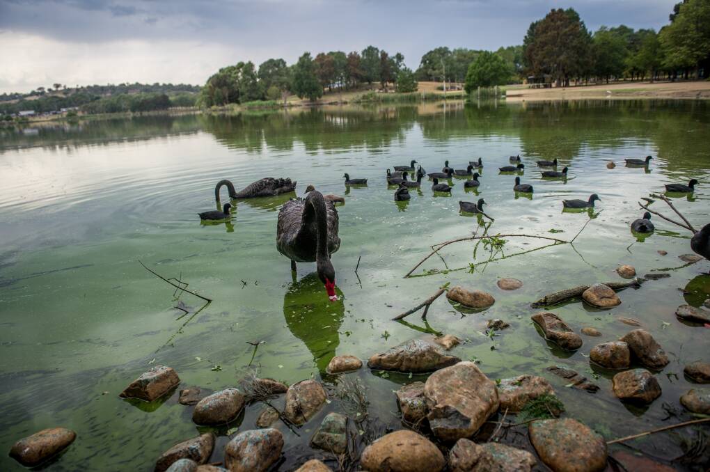 Additional University of Canberra research has been announced to inform management of blue green algae in Lake Tuggeranong. Photo: Karleen Minnie