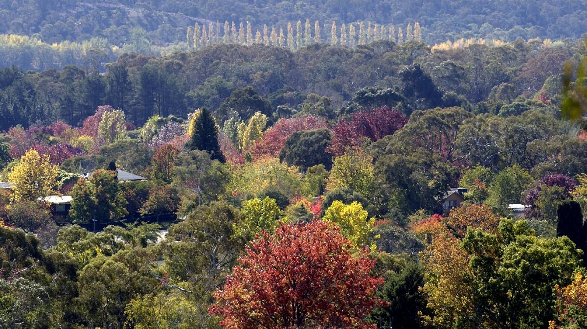 LANDSCAPING: It's hard to imagine Canberra without the spectacular deciduous trees that give it colour and shape, making views such as this one so delightful.