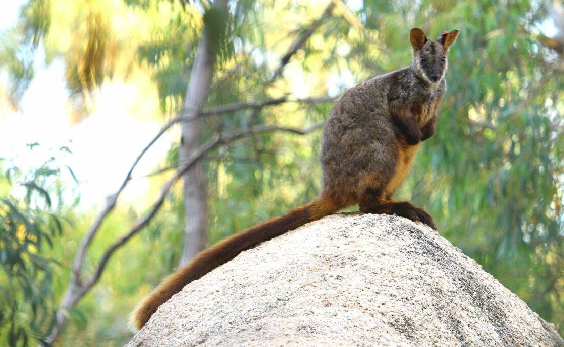 SURVIVOR: The brush-tailed rock wallaby has taken a giant leap forward, back from the edge of extinction.