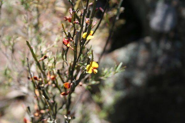 The threatened Bombay Bossiaea only grows along a short stretch of the Shoalhaven River.