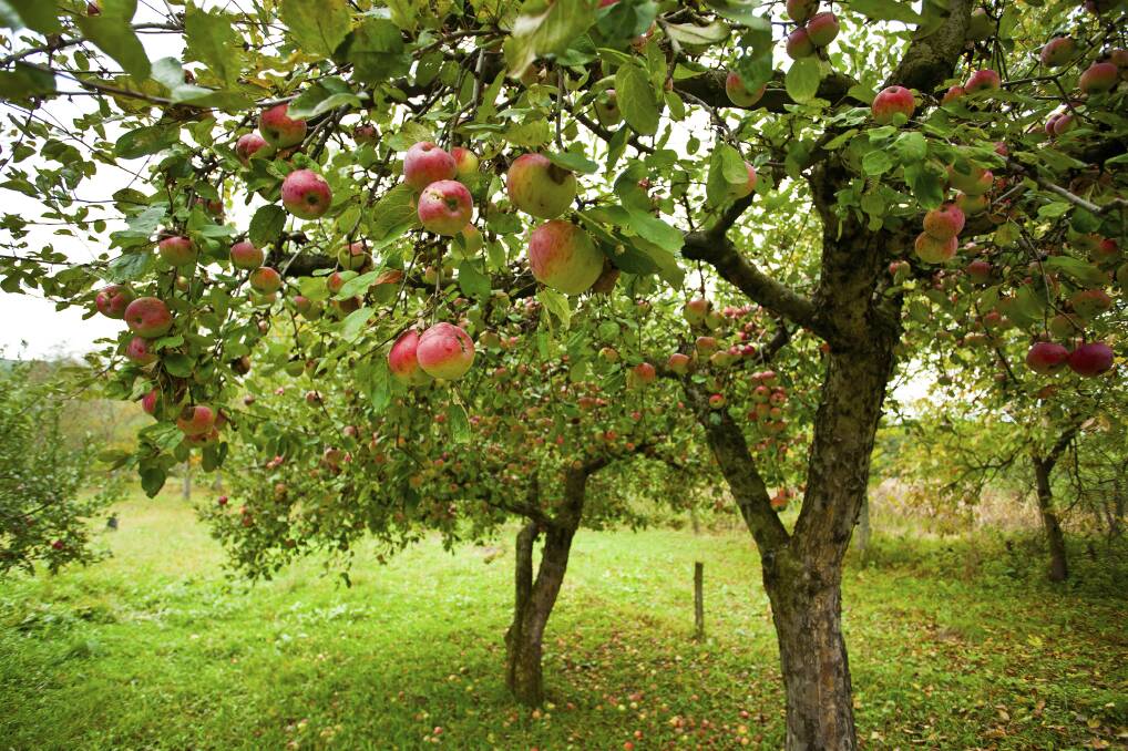 SHE'LL BE APPLES: Apple trees take some work, but they pay off by the bushel-load.