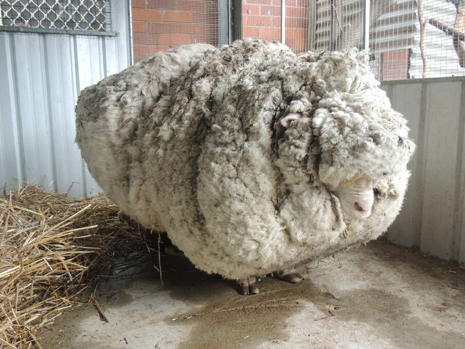HAIRCUT TIME: Chris the sheep just before he saw a pair of shears for the first time in several years. You can read about it in Tammy Ven Dange's new book. Photo: RSPCA.