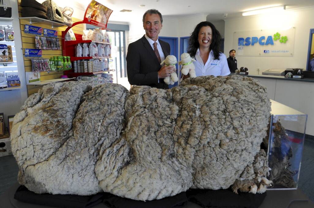 WOOLLY COAT: Tammy Ven Dange unveils Chris's huge fleece in 2015 with National Museum of Australia director Mathew Trinca. Photo: Graham Tidy.