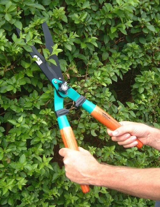 Click go the shears: Time to tidy up spring-flowering shrubs.