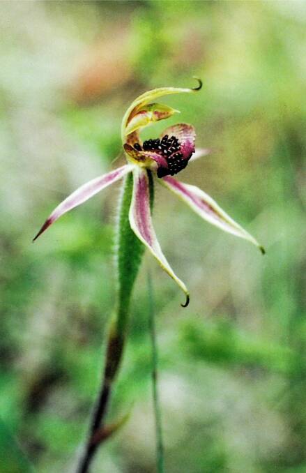 BEYOND RARE: The critically endangered Canberra spider orchid is now only found in isolated pockets. Photo credit: ACT Government.
