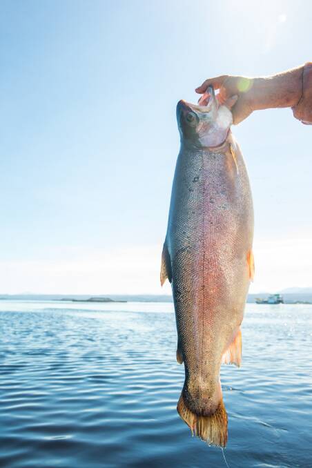 Lures entice spawn-run trout