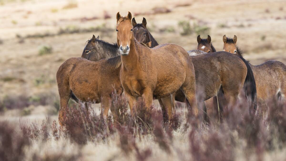 FERAL: Brumbies are an environmental pest in ACT water supply catchment areas. Photo: Andrew Plant.
