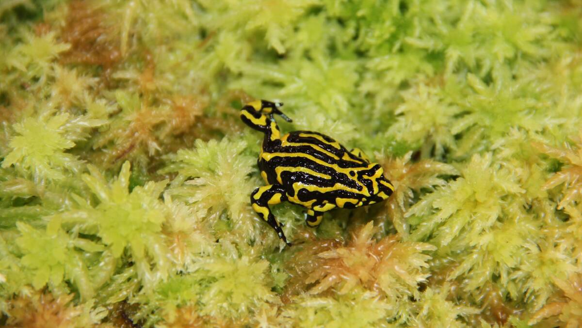 The tiny corroboree frog is just one species under threat due to loos of habitat, thanks to feral horses.