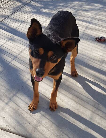 GOOD BOY: This young kelpie has lots of energy to keep you on your toes.
