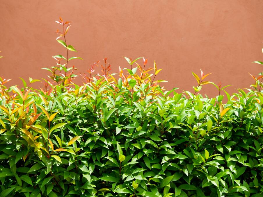 HEDGE YOUR BETS: Lilly-pillies are a reliable choice for hedging as they prefer to grow up before they grow out, and make a nicer outlook than a cement wall. Photo: Shutterstock.com