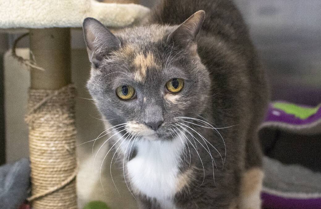 WHAT A SWEETIE: She's shy but cuddly, and needs a home to live out her years.