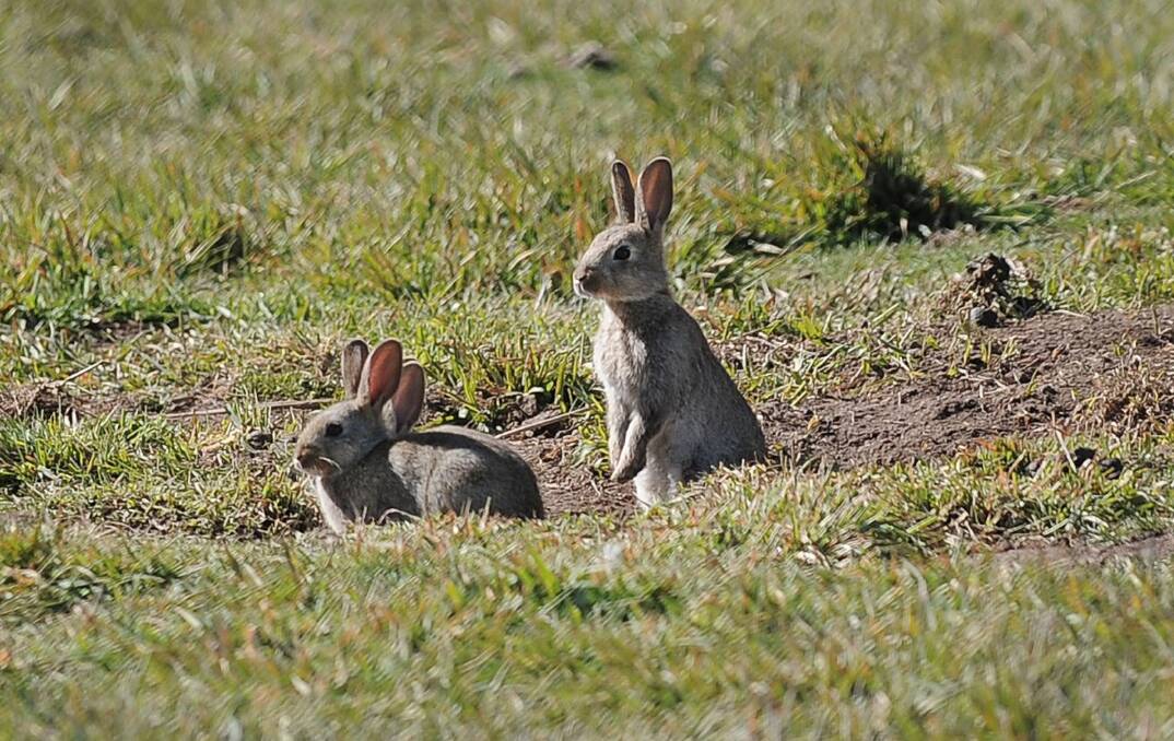 BAD BUNNIES: They may be cute and fluffy, but they're also a scourge on the environment.