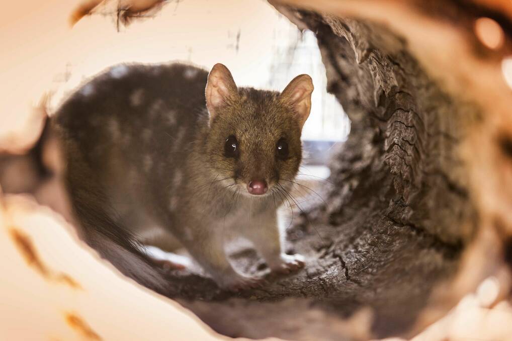 HIDEY HOLE: If you steal fallen wood from nature reserves, you could be creating a homeless crisis - our native animals often need dead wood to survive.