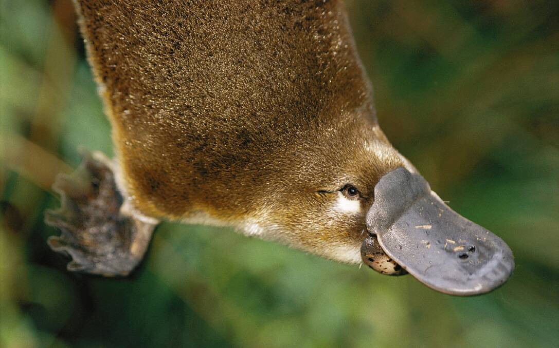 I SPY: On May 2 you can find out how to spot a platypus in the wild, and how you can become part of a citizen scientist program. Photo: University of Adelaide