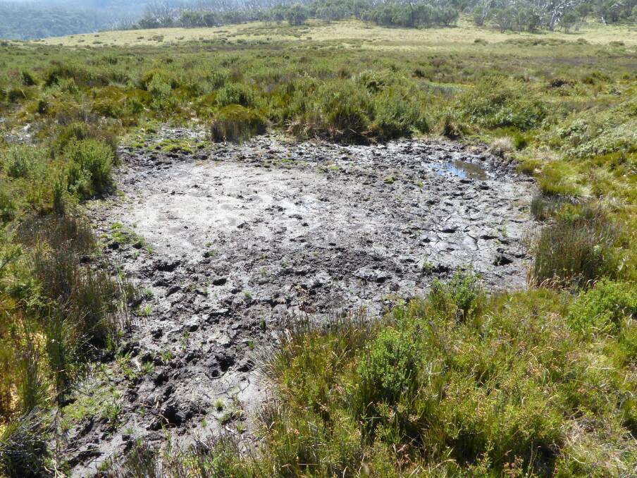 DOWNTRODDEN: Feral horse damage in Kosciuszko National Park. We need to prevent this happening in our water catchments. Photo: savekosci.org
