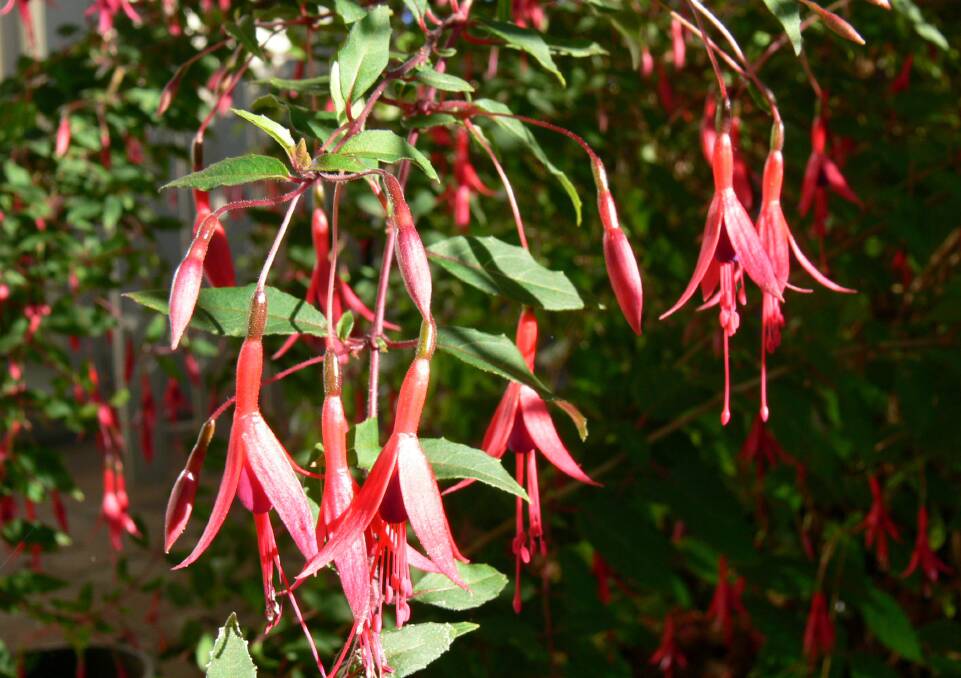 BRIGHT SPOTS: Bursts of intense colour add delight to an autumn garden. The hardy shrub Fuchsia magellanica is an excellent choice.