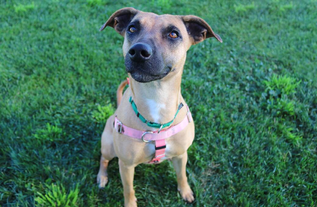 GROWING IN CONFIDENCE: CeeCee is coming out of her shell, but will need a calm home.