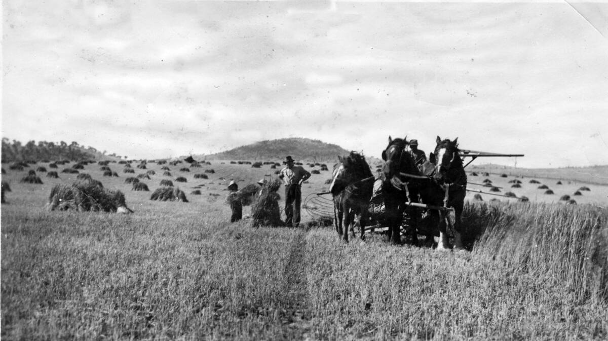 EXHIBITION: Darcy Thompson with his binder and draft horses reaping hay in the 1920s at Pine Island. Charlie Curley is helping the two small boys, Ian Thompson and friend, gather the sheaves. Photo: courtesy of Ian Thompson.