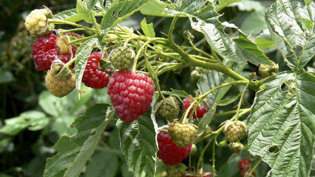 FRUITFUL: Raspberries grow well in cooler climates, but require thorough pruning during winter to get the best from the canes.