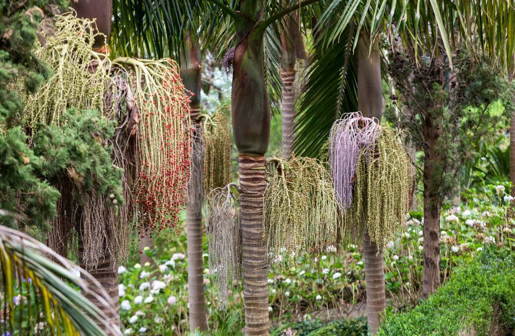 COLD TOLERANT: While most suburban gardens can't accommodate the Canary Island palms popular a century ago, alternatives like the Bangalow palm provide a tropical look planted in groups.