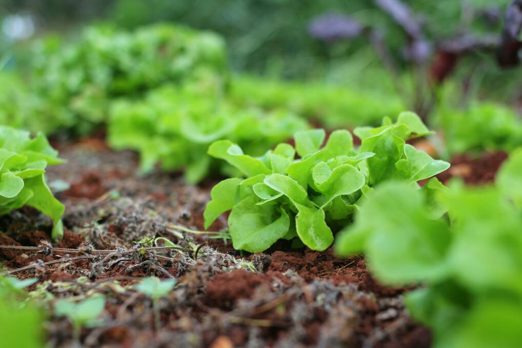 EASY GREENS: Lettuce and herbal greens are essential for salads, sandwiches and wraps and so are convenient to have on hand in containers or troughs.