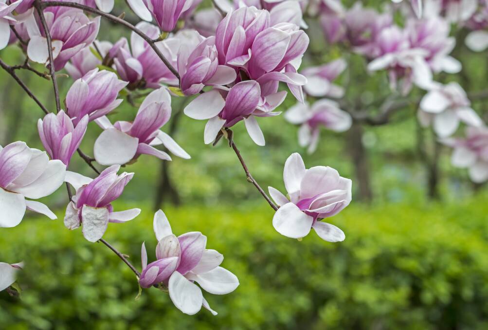 STUNNING DISPLAY: Magnolia x soulangeana (or saucer magnolia) are one of the great flowering delights of winter.