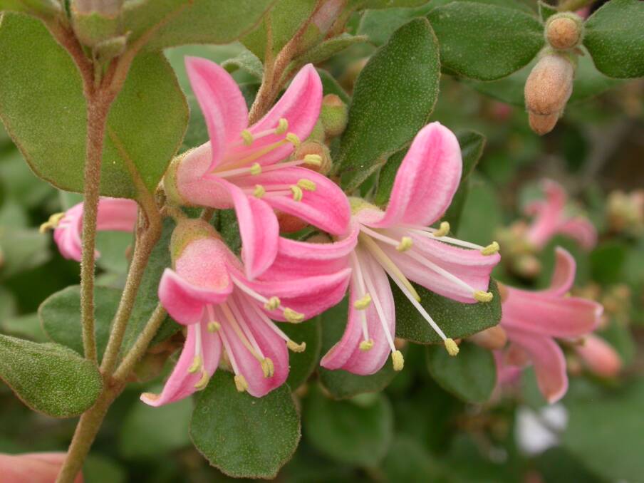 Correa Catie Bec's pink flowers make a showy display over a long period from autumn through to spring. 