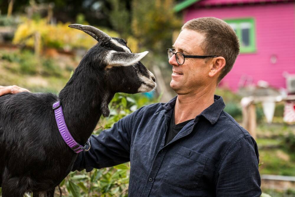 Anton Vikstrom with goats Jilly Love Face. Picture: Hannah Moloney