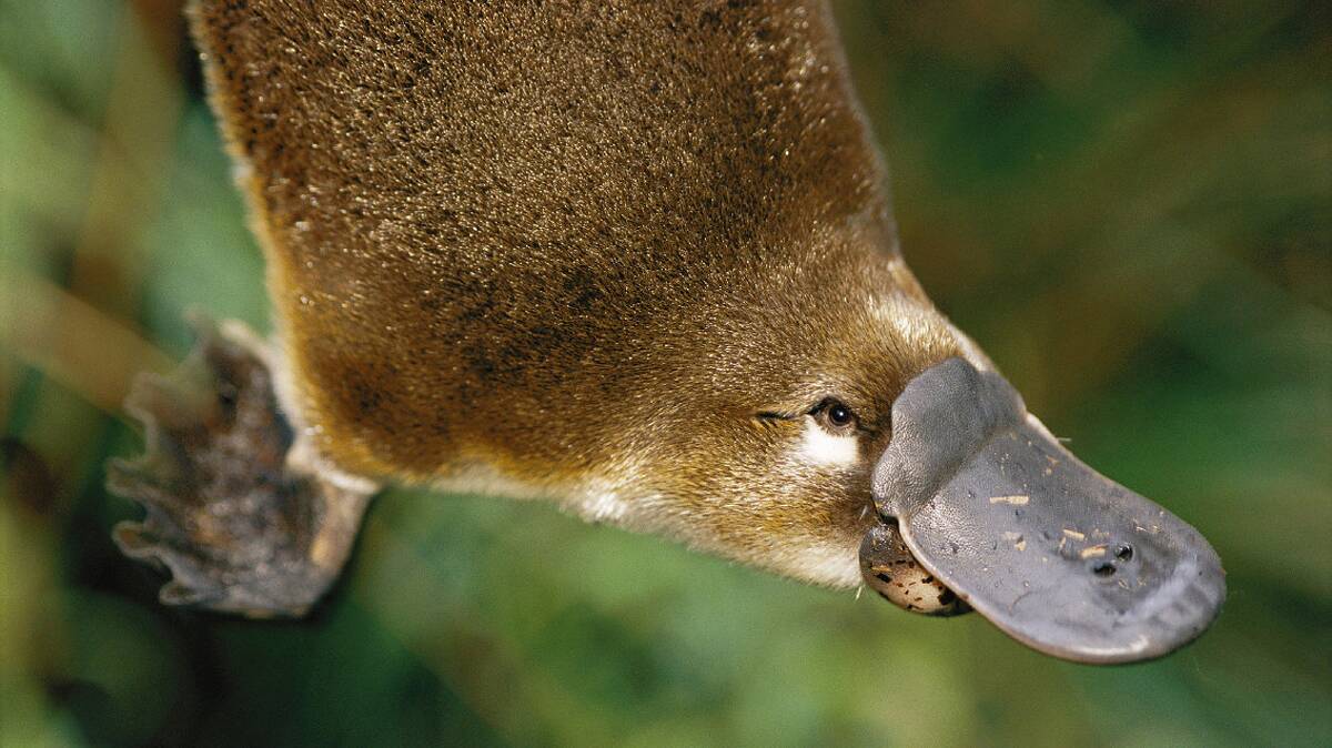 Our platypus population is an iconic part of the town, but under threat from rats and pollution. Photo UniSA