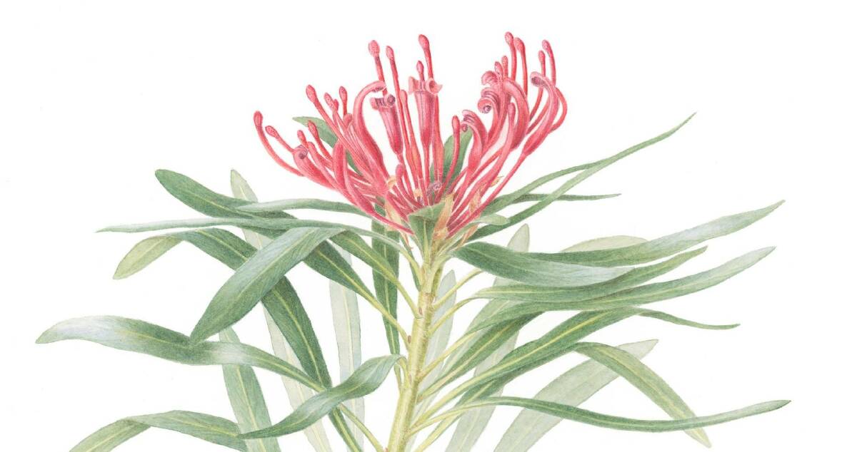 Until April 20: Cheryl Hodges' artist exhibition, 'Earthly Treasures of our Shire' at The Q Exhibition Space. Photo - the Monga Waratah (aka the Braidwood Waratah).
