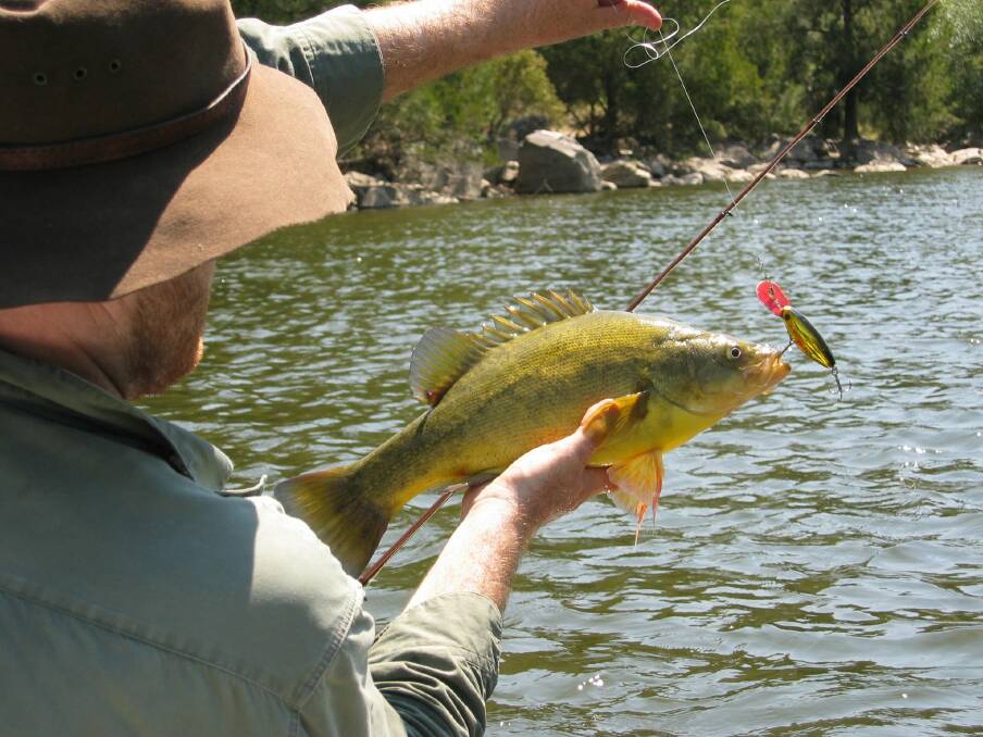 'It's amazing how yellow belly/golden perch feed.' Photo supplied