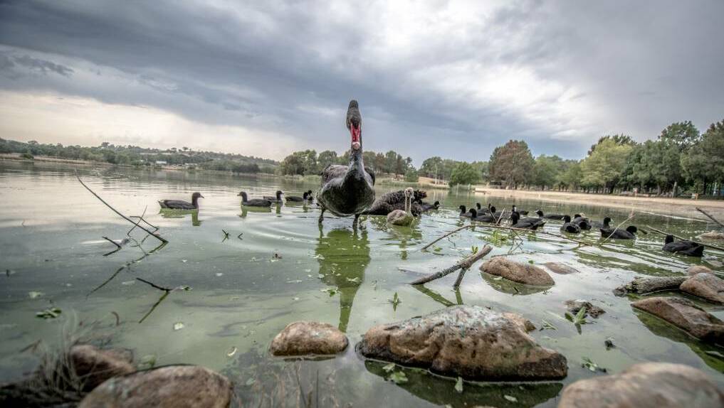 "Extreme" blue-green algae blooms in Lake Tuggeranong were a concern at the youth forum. Photo: Karleen Minney