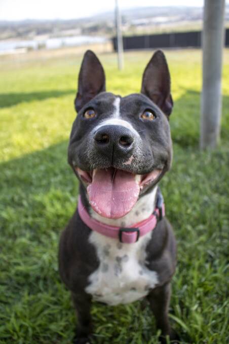 Daisy is $199 in the 'Adopt-A-Bull' promotion until April 28.