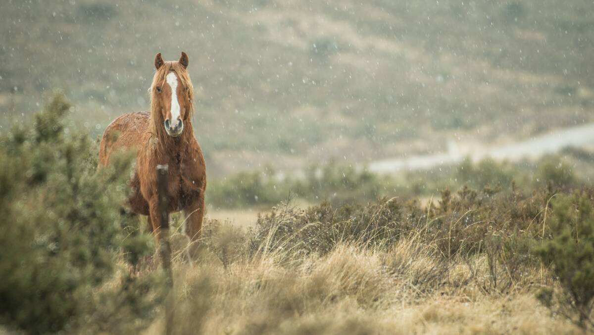 Brumby numbers in the Kosciuszko National Park have dropped from 19,000 to 14,000 in the past year. Picture: Karleen Minney