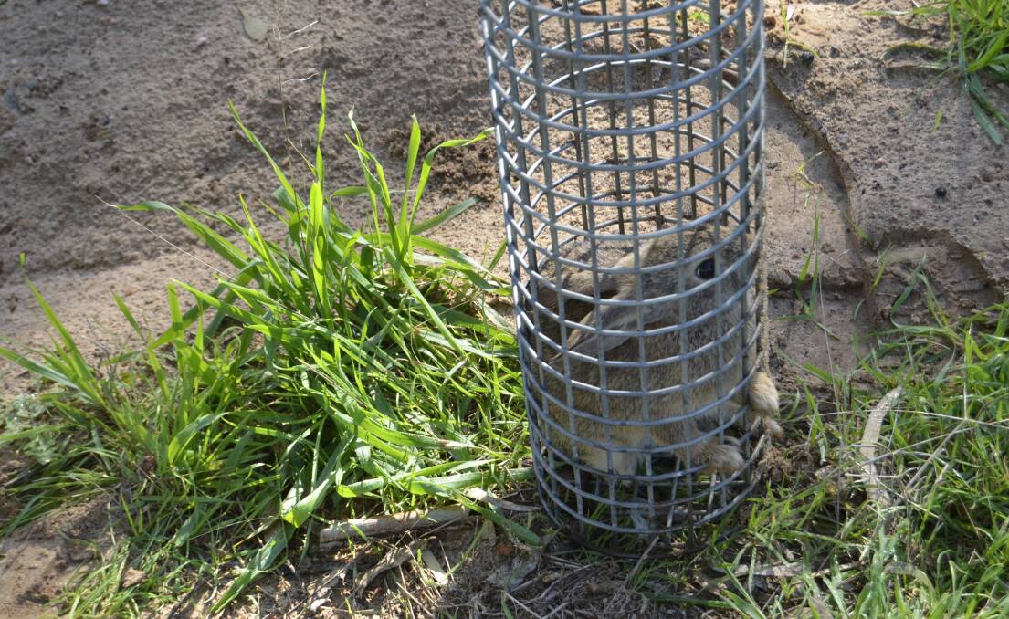 A rabbit caught in the trap after the ferret chased it out of its hole.