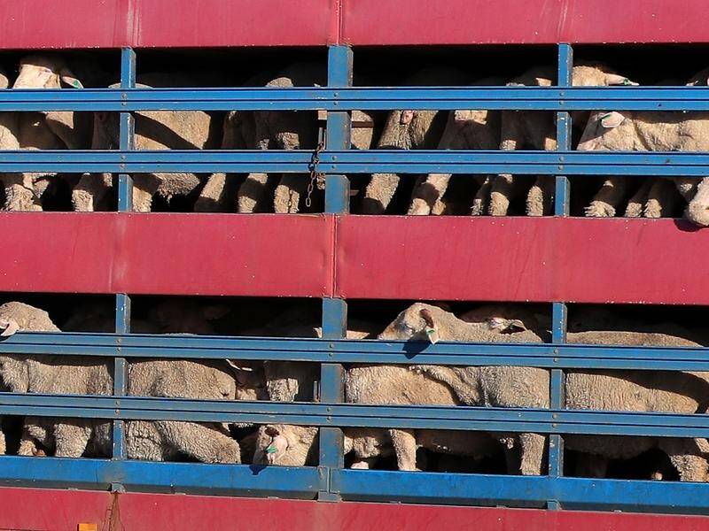 New Zealand has announced it will ban live animal exports over the next two years.