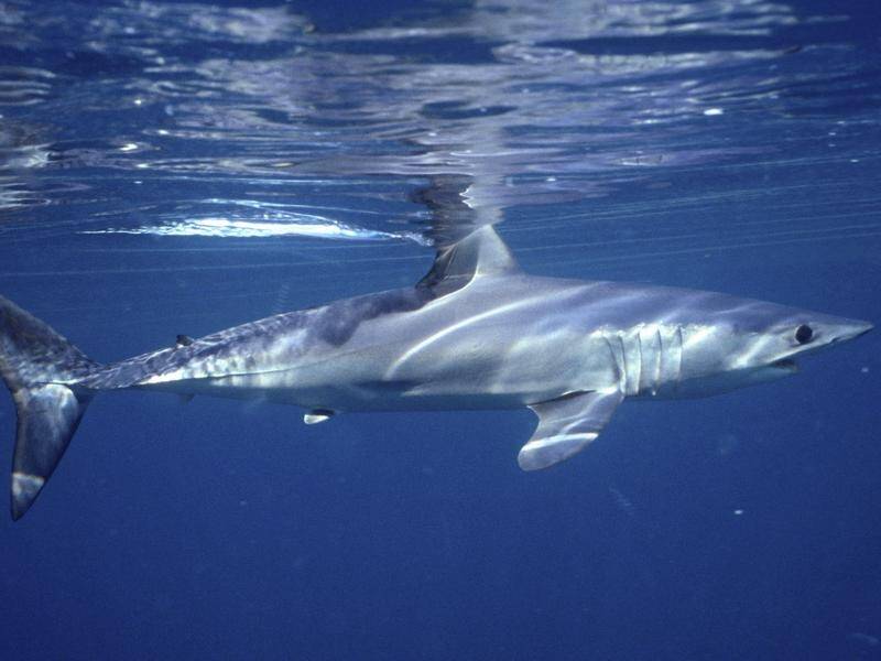 Scientists say the main cause of a decline in ocean sharks is overfishing.