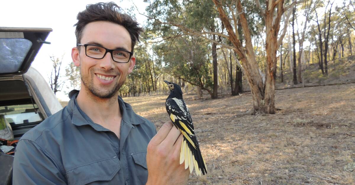 Dr Ross Crates and the lonely regent honeyeater. Pictures: Supplied