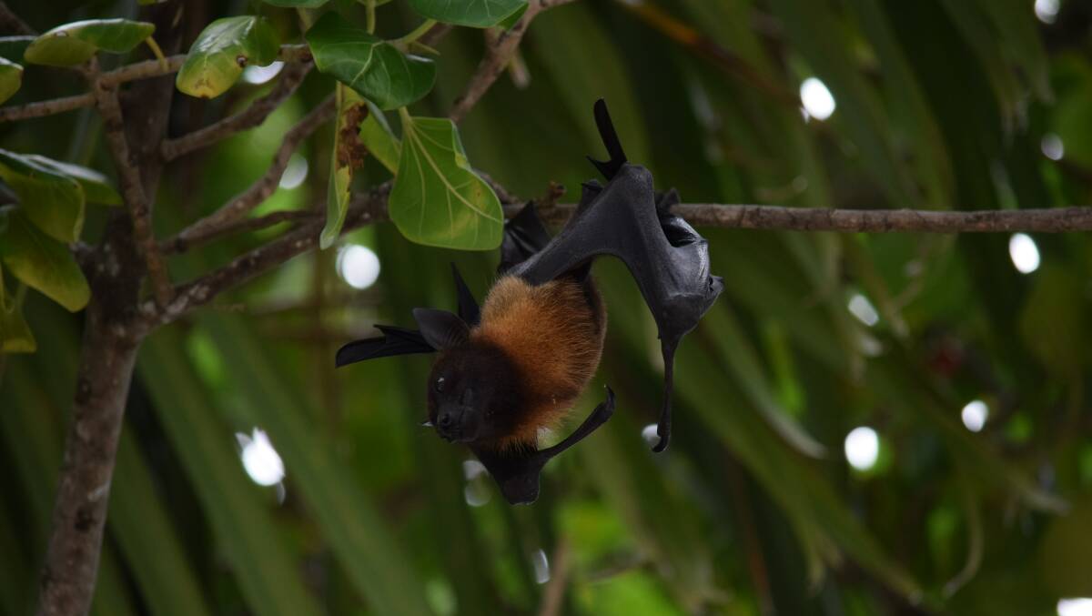 Many bats are becoming endangered as trees are cut down. Picture: Ryan Harvey
