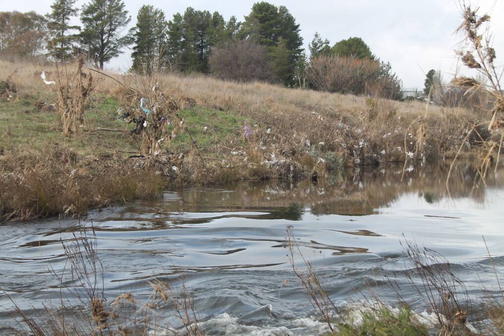 Recent rainfall has resulted in the rise of the Queanbeyan River's water level. This has caused plastic bags and rubbish to be caught along the reeds on the riverbank. Photo: Gemma Varcoe. 